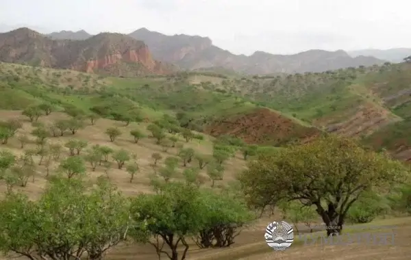 ЗАМИНҲОИ ФОНДИ ҶАНГАЛ. МУАММОҲОИ САРБАСТА ОЁ ҲАЛ МЕШАВАНД?