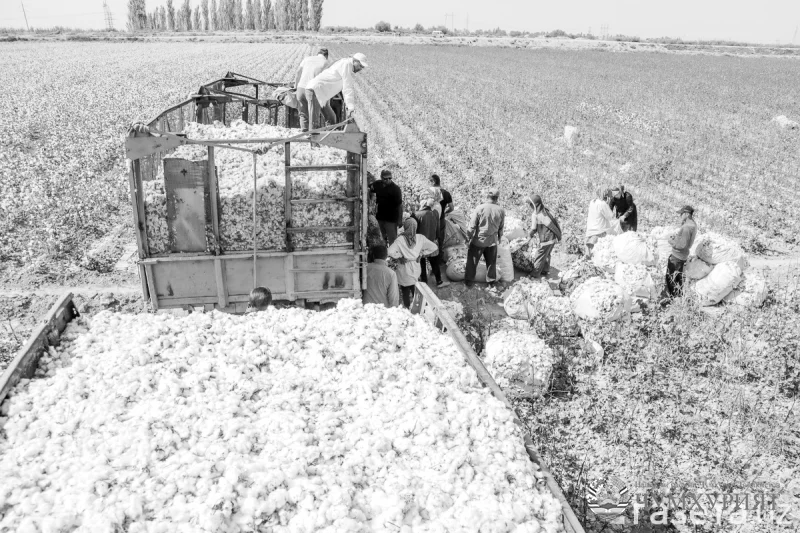 НОҲИЯИ ҶАЛОЛИДДИНИ БАЛХӢ АЗ ИҶРОИ НАҚШАИ ПАХТА МУЖДА РАСОНД