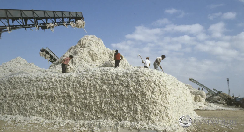 ХАТЛОН. ПАХТАКОРОНИ ВИЛОЯТ БЕШ АЗ 232 755 ТОННА ПАХТА ХИРМАН ДОРАНД