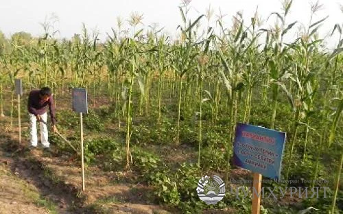 ДИЛИ АҲЛИ ЗАҲМАТ ГАРМТАР ШУД