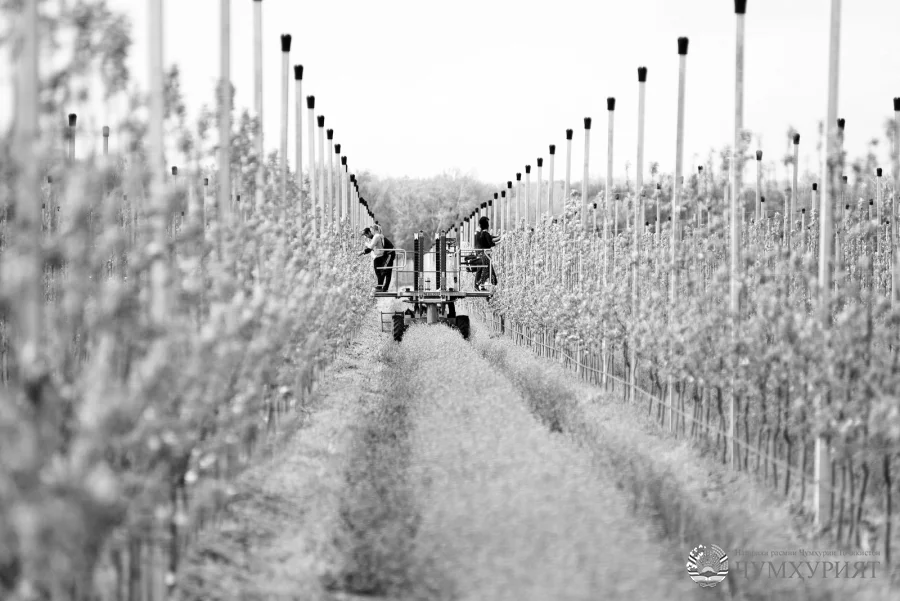 СУҒД  Бунёди боғҳои нав ба хотири фаровонии бозор