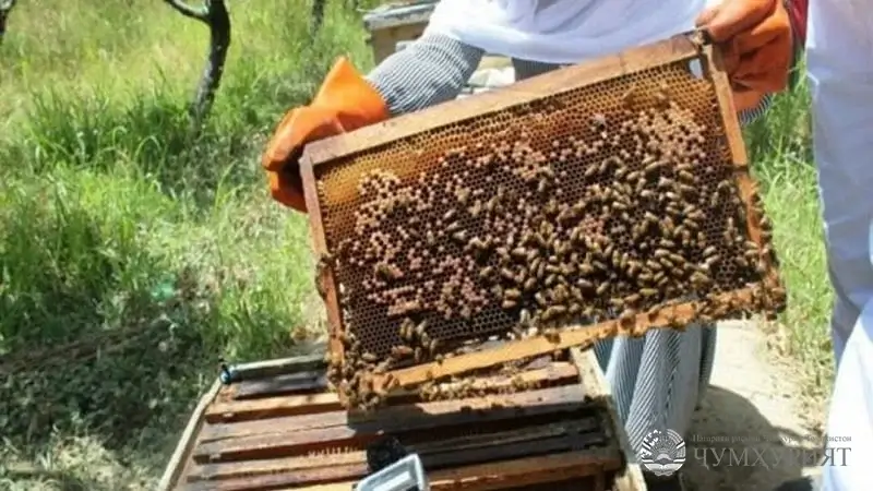 ВМКБ  Авлавият ба истеҳсоли асали аълосифат