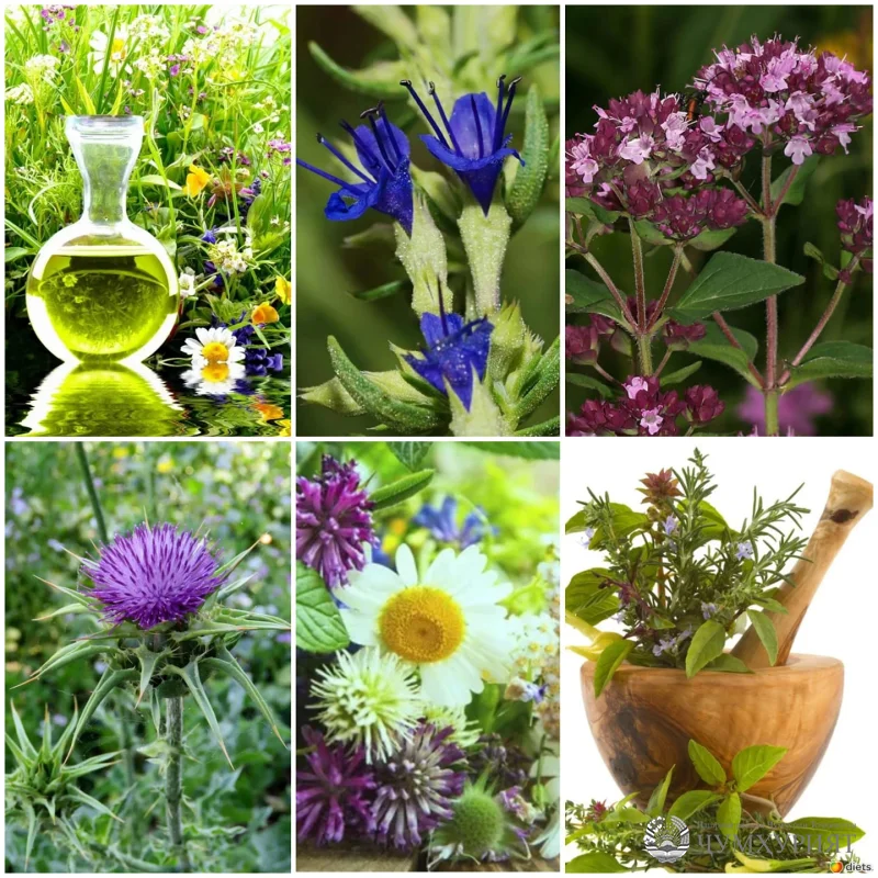 БАҲОР БАРАКАТИ ҶИСМУ ҶОН