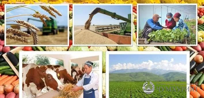 АМНИЯТИ ОЗУҚАВОРӢ.  АЗ САМТҲОИ МУҲИМИ СИЁСАТИ ДАВЛАТӢ БОҚӢ МЕМОНАД